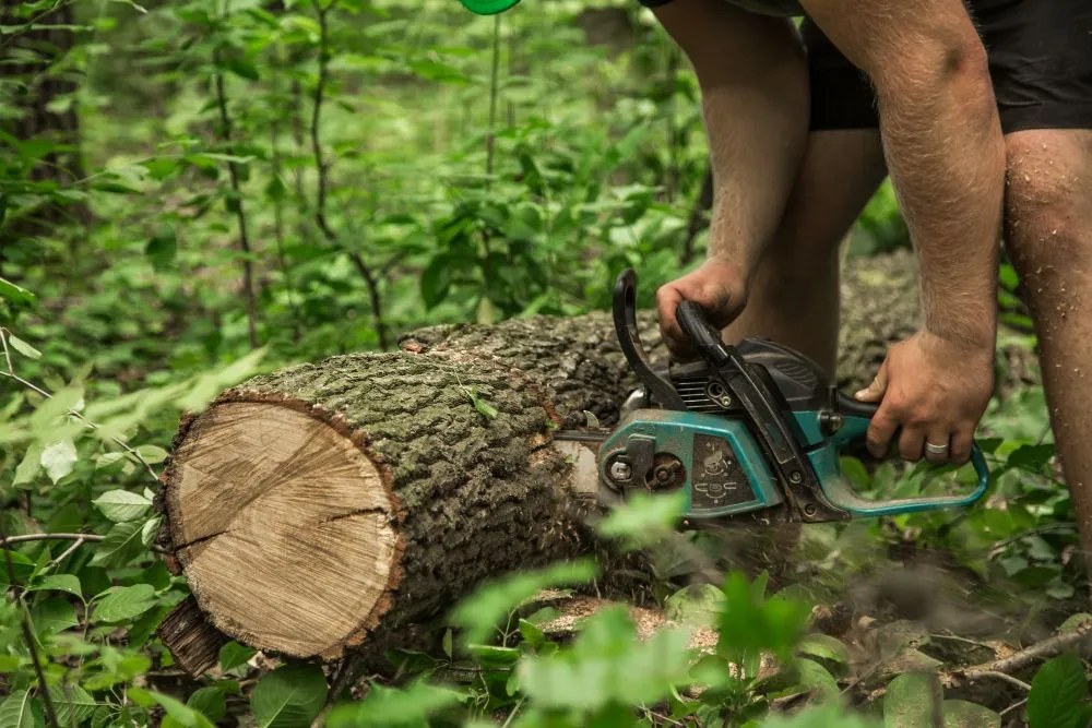 Tree service crew cutting a fallen log