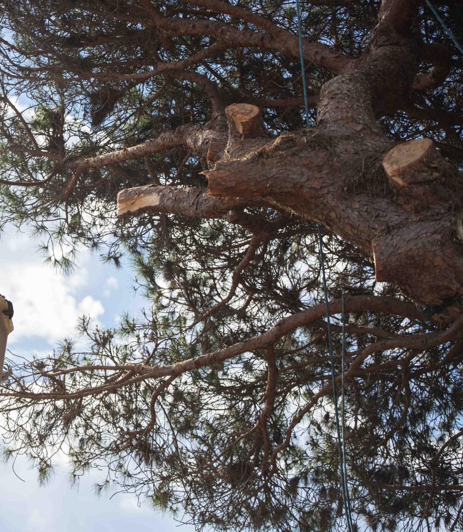 Tree and palm pruning