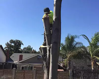 Tree removal in progress
