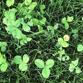Landscape ground cover close-up